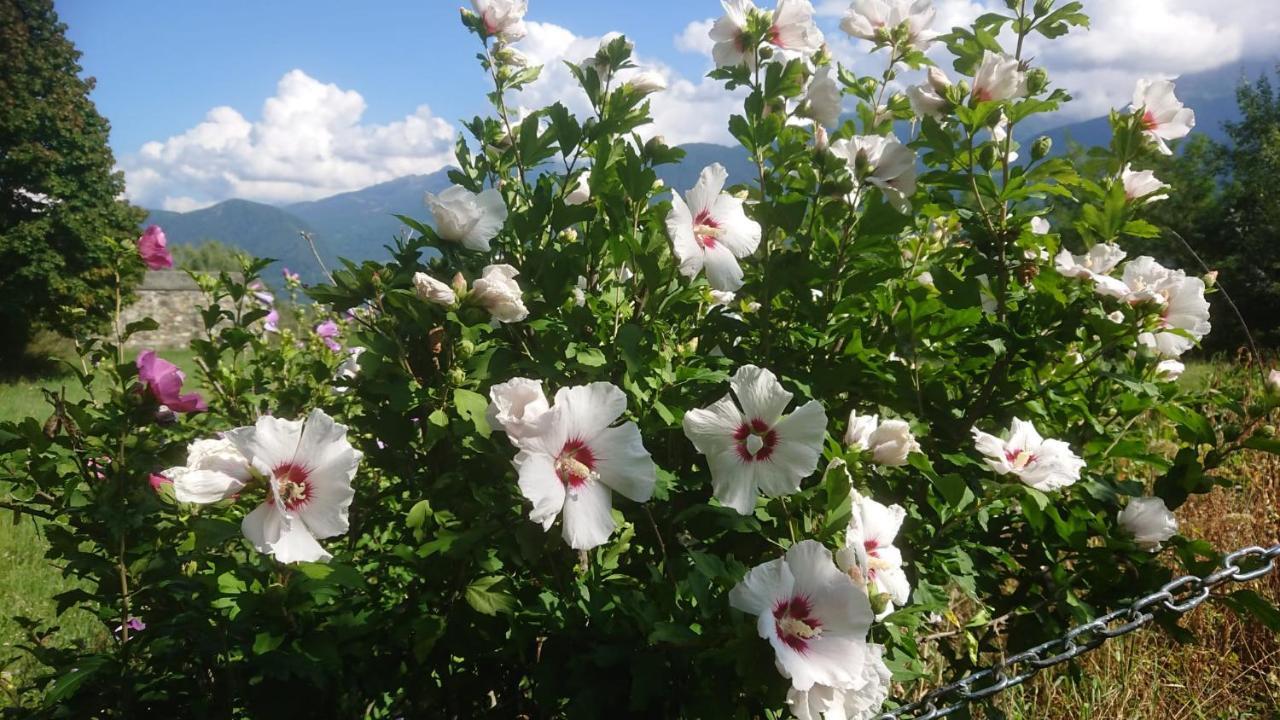 Casa Delle Rose Villa Teglio Eksteriør billede